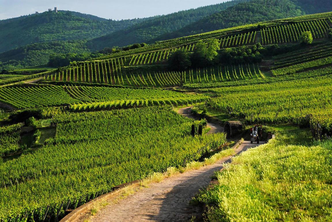 Coeur D'Alsace Colmar Vignobles Ouest Avec Terrasses Villa Винценайм Екстериор снимка